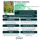 DROSERA CAPENSIS INSECTIVORA/CARNIVORA