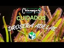 DROSERA CAPENSIS INSECTIVORA/CARNIVORA