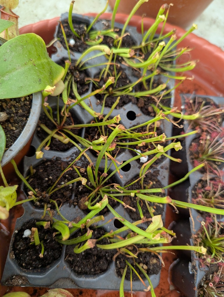 SARRACENIA LEUCOPHYLLA INSECTIVORA/CARNIVORA